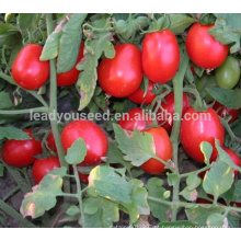 T03 Amma determinado crescer sementes de tomate oblongo melhores para venda